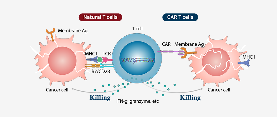 Natural T cells vs CAR T cells